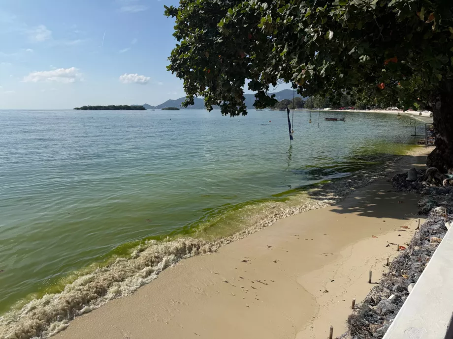 Παραλία ξενοδοχείου γεμάτη φύκια