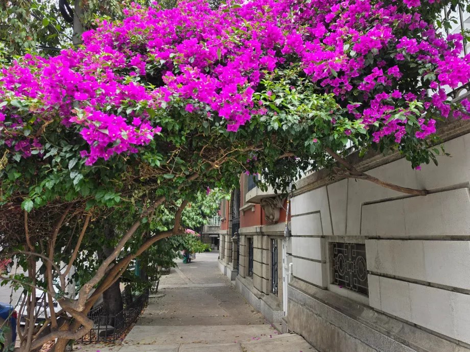 Δρόμοι της Roma Norte