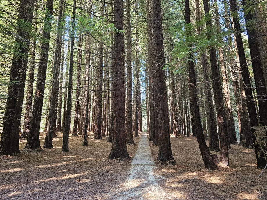 Ο δρόμος προς τους καταρράκτες Stevenson μέσα από τα Redwoods