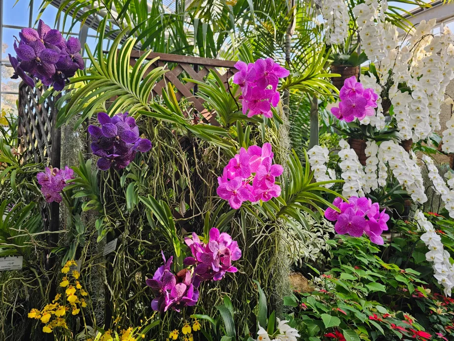 Βοτανικοί Κήποι του Κιότο