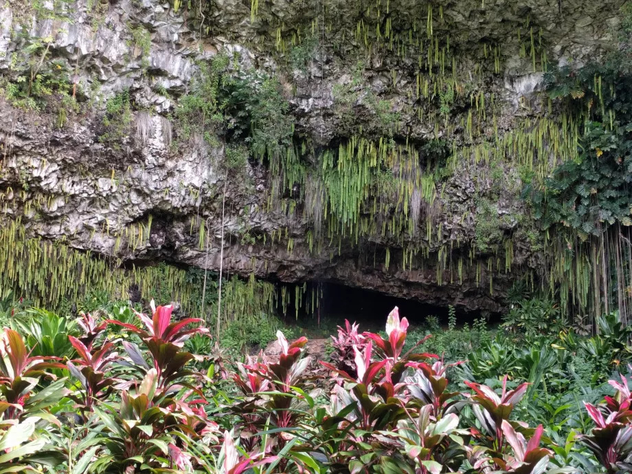 Φτέρη Grotto