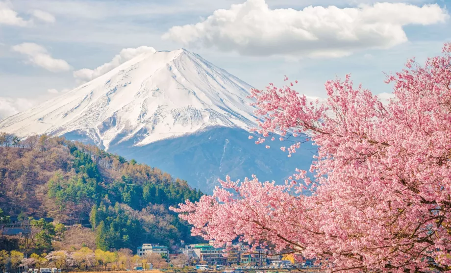 Fuji και sakura