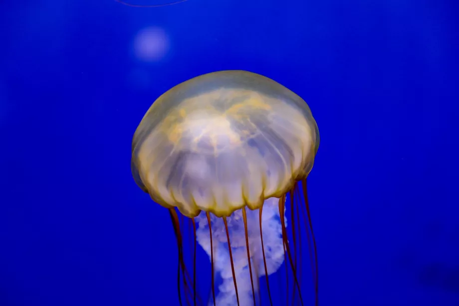 Ενυδρείο Shedd