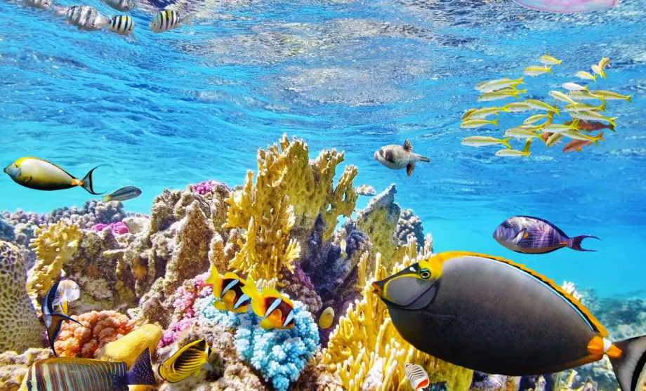 Καταδύσεις με αναπνευστήρα στο Great Barreir Reef