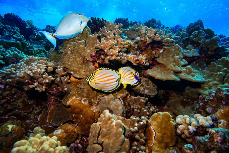Ο υποβρύχιος κόσμος του Molokini
