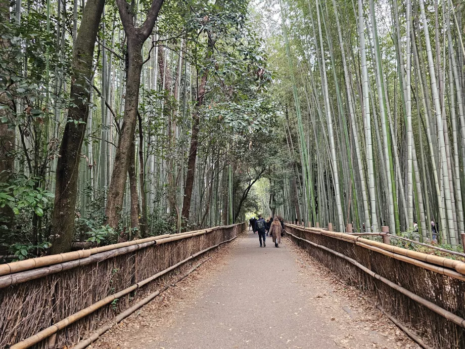 Δάσος μπαμπού Arashiyama