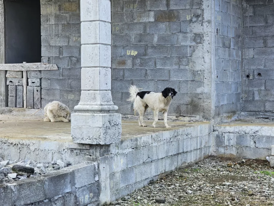 Αδέσποτα σκυλιά