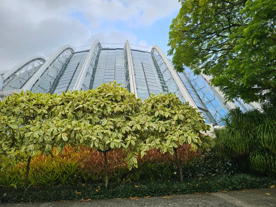 Δάσος σύννεφων