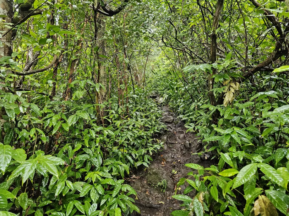 Piton du Canot, μονοπάτι μέσα στο δάσος