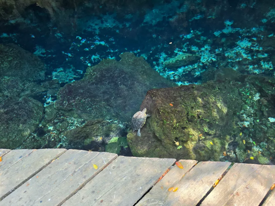Χελώνες στο Gran Cenote