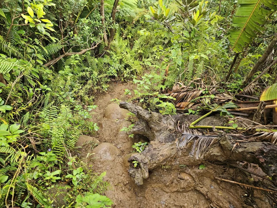 Βρόχος Machabee Loop