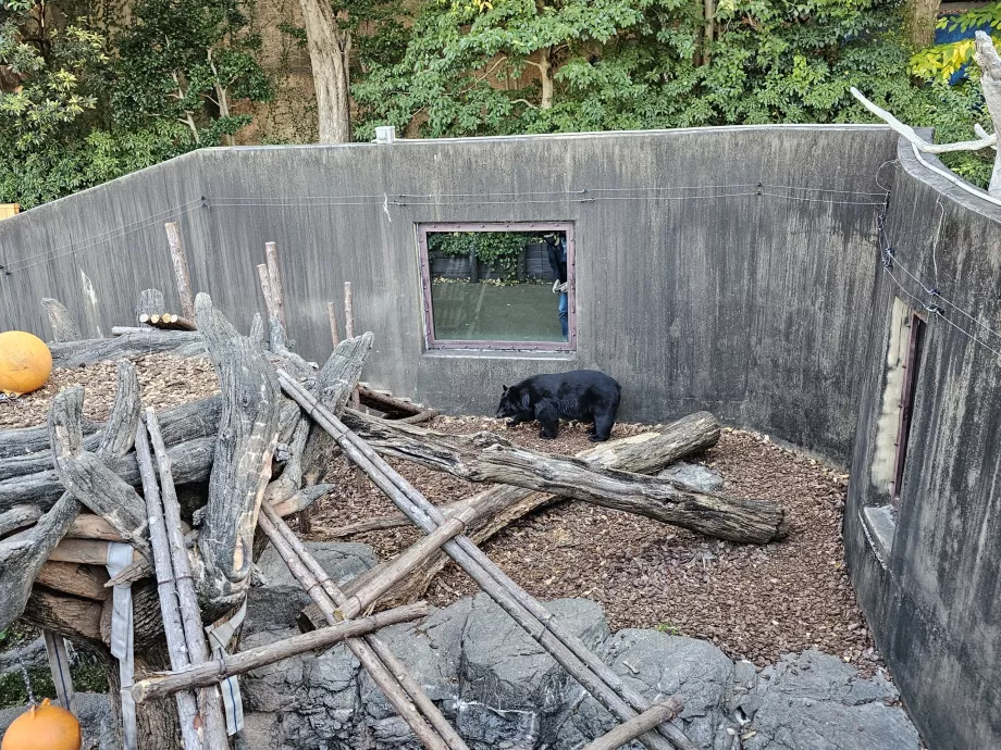 Αρκούδα στο ζωολογικό κήπο Ueno