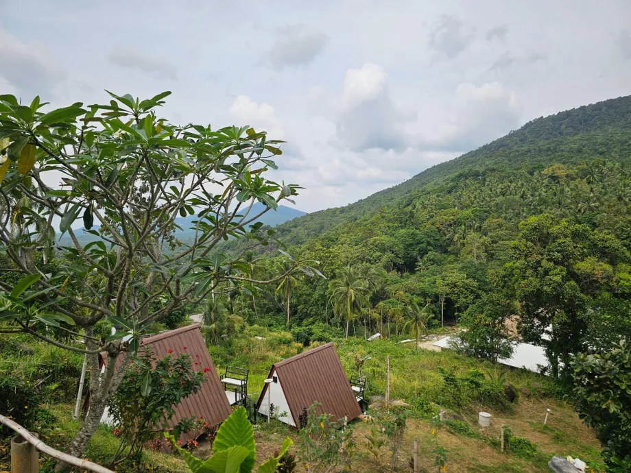Ζούγκλα στο εσωτερικό του Koh Phangan