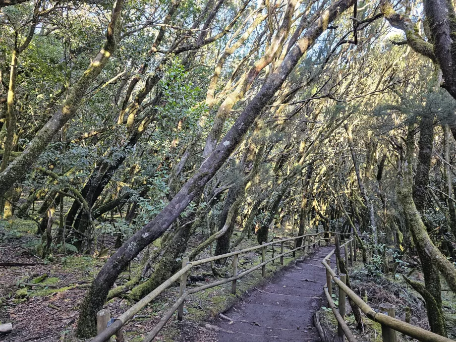 Δαφνοδάση γύρω από τη Laguna Grane