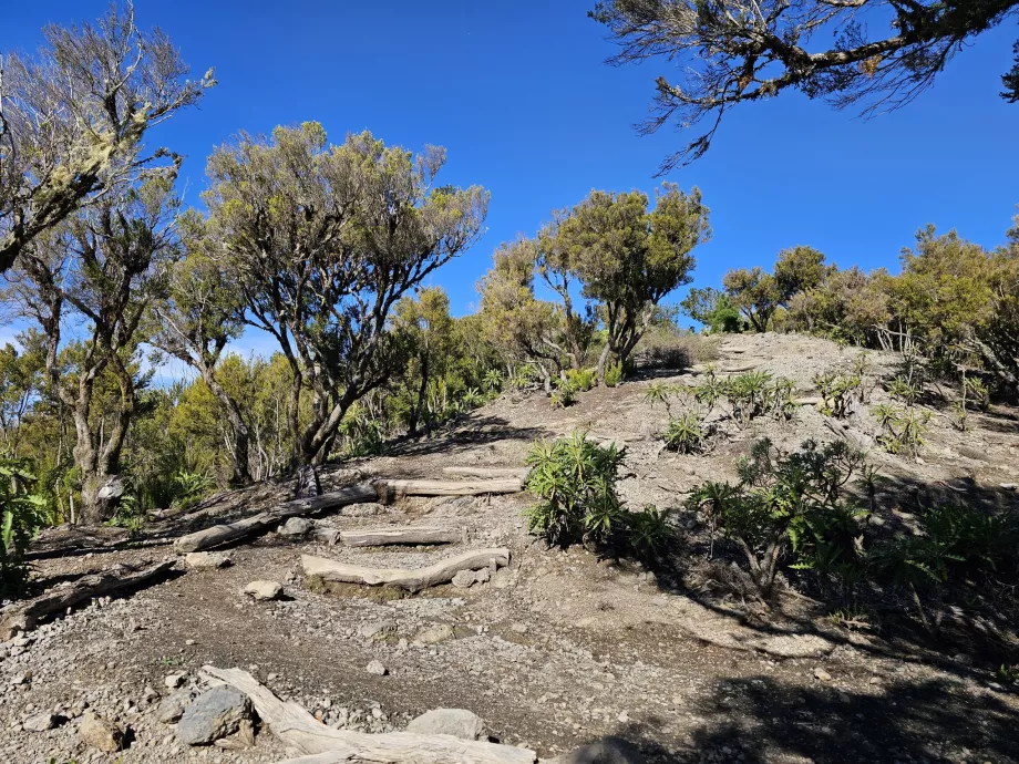 Το μονοπάτι προς το Alto de Garajonay