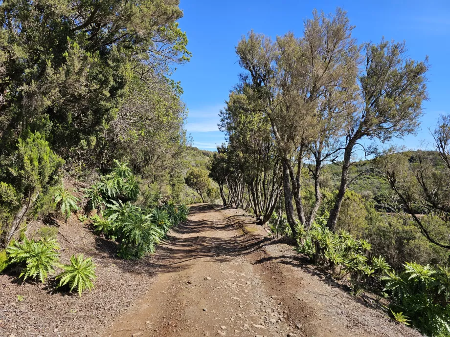 Παραλλαγή της διαδρομής προς Alto de Garajonay