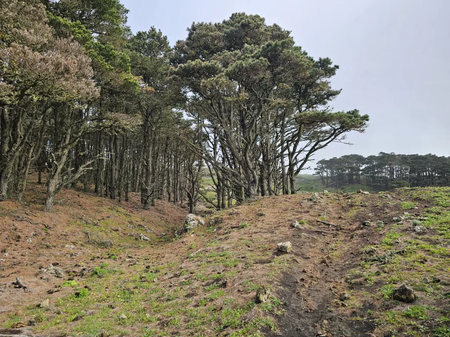 Δυτικά El Hierro