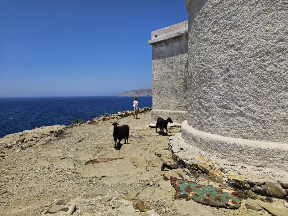 Κατσίκες στο Φάρο Πρασονήσι