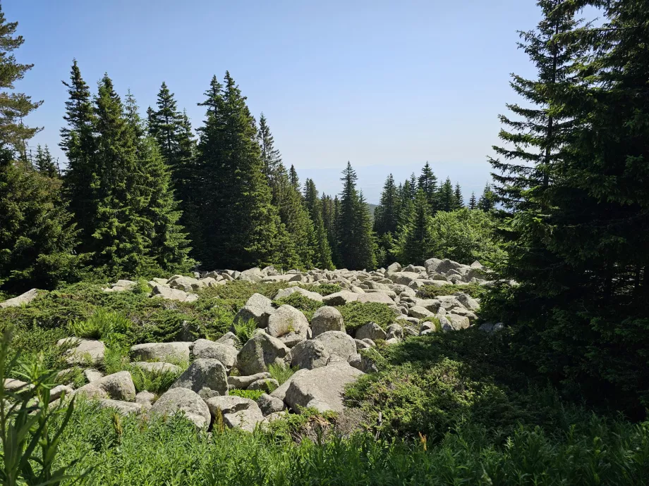 Δάση στις πλαγιές του Vitosha