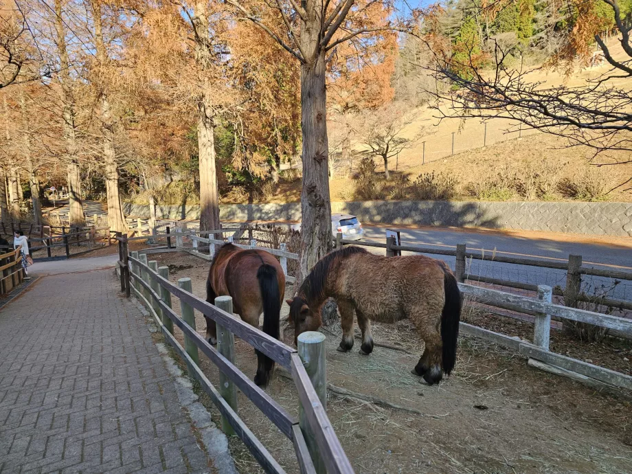 Βοσκότοπος Rokkosan