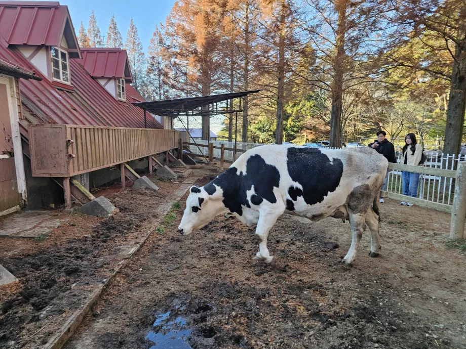 Βοσκότοπος Rokkosan