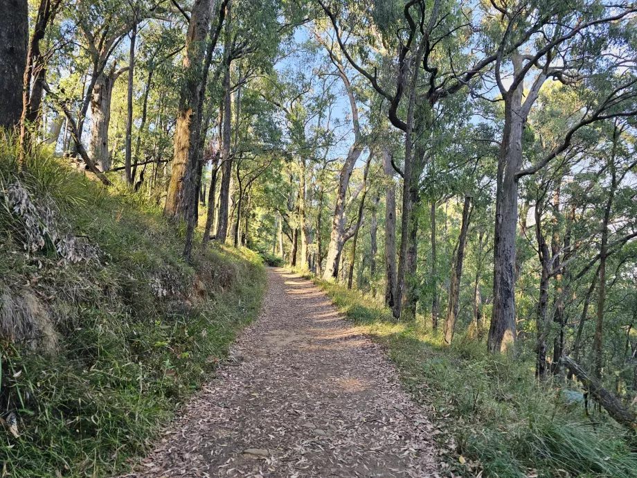 Dandenong Ranges, μονοπάτι πεζοπορίας