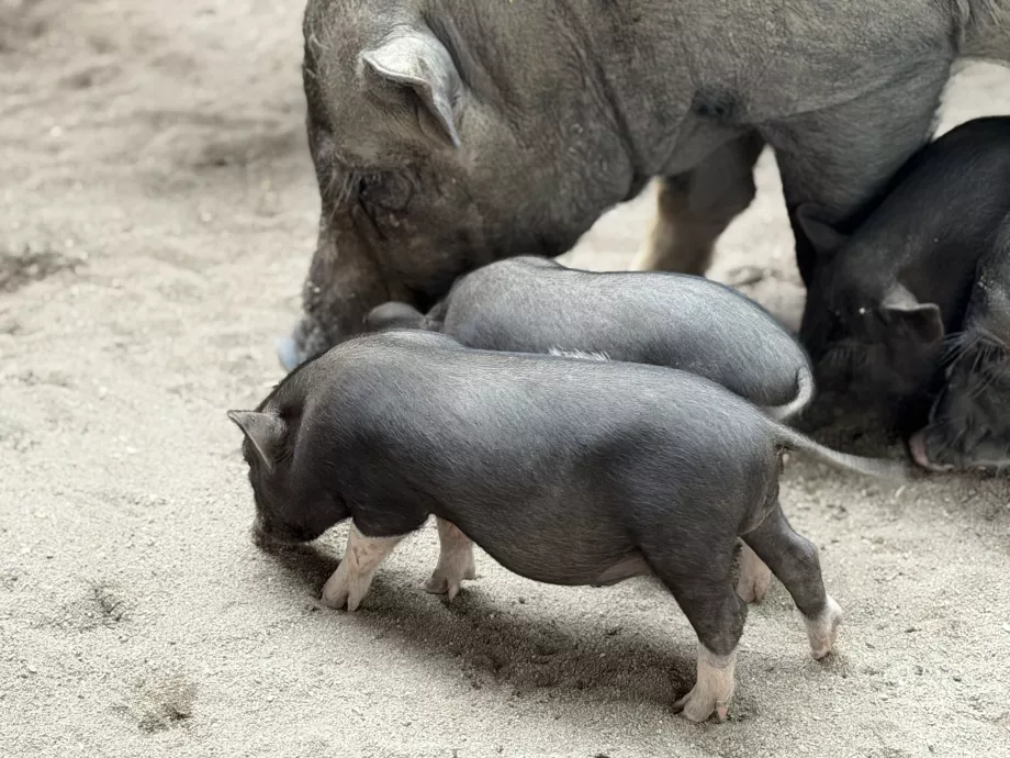 Νησί των χοίρων