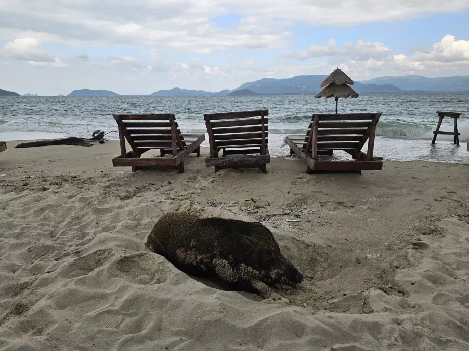 Νησί των χοίρων