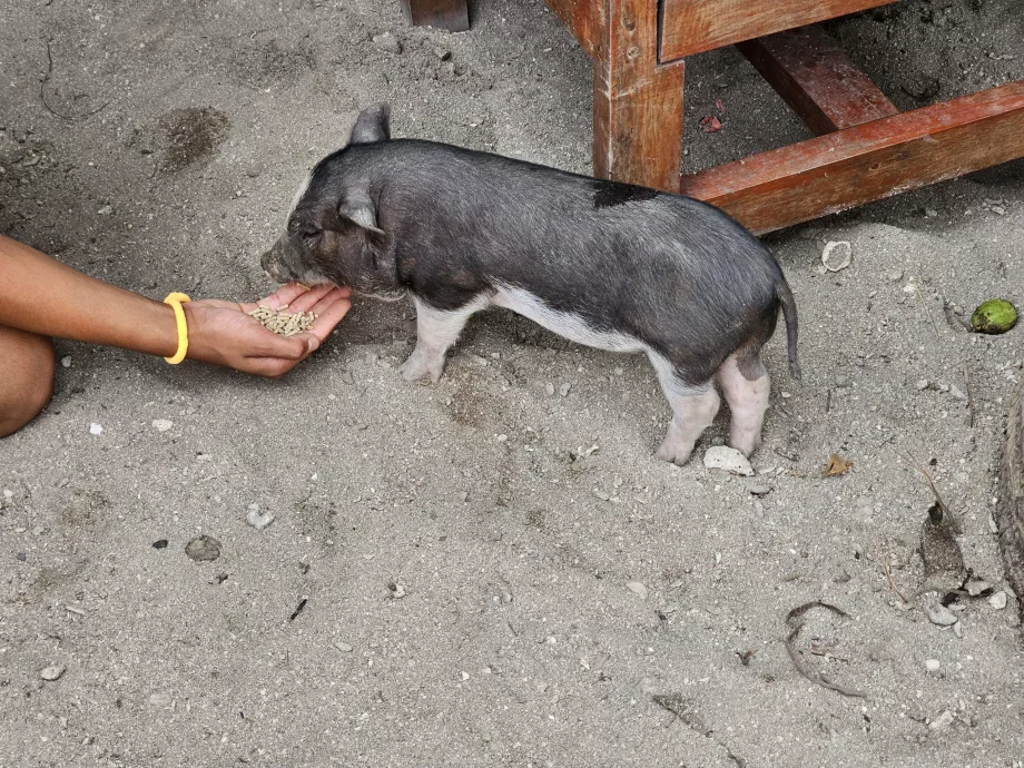 Ταΐζοντας τα γουρούνια στο Pig Island